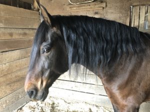 D'Artagnan