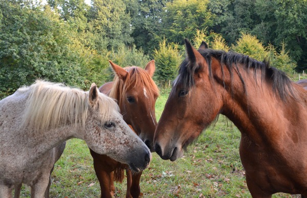 Tips on how to keep your horse healthy