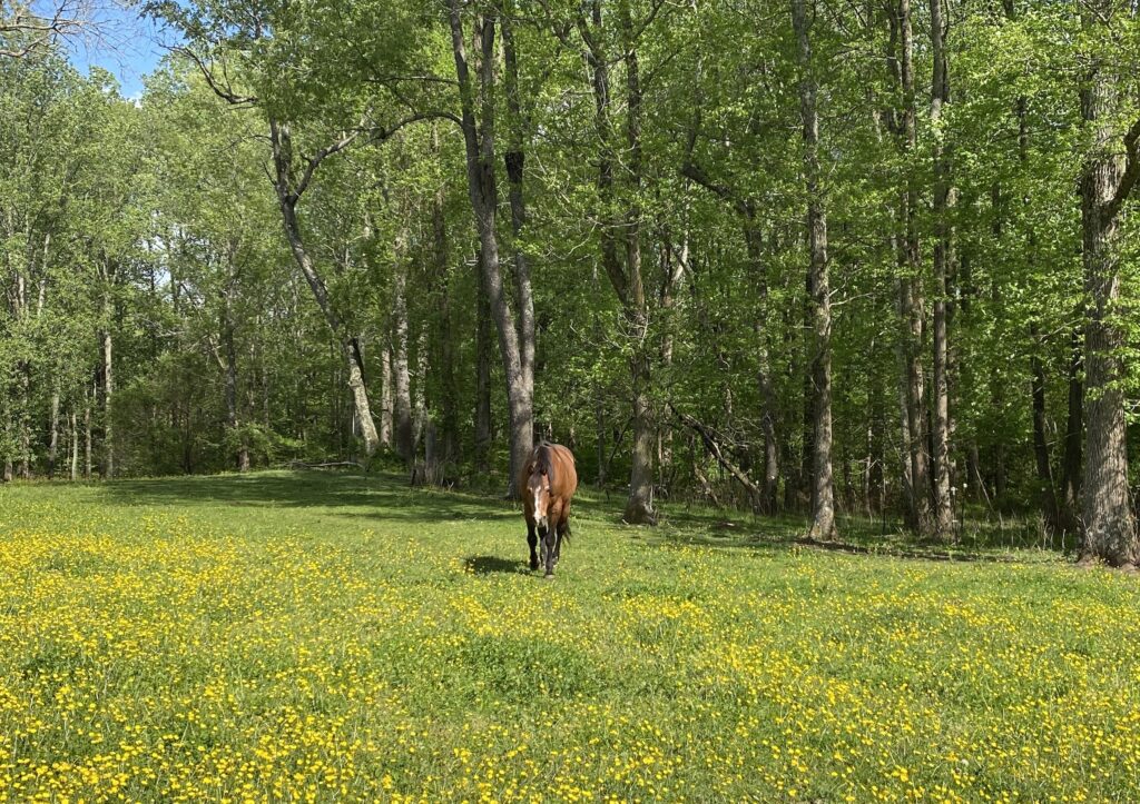 A Horse's Digestive System Teddie Ziegler Horsemanship